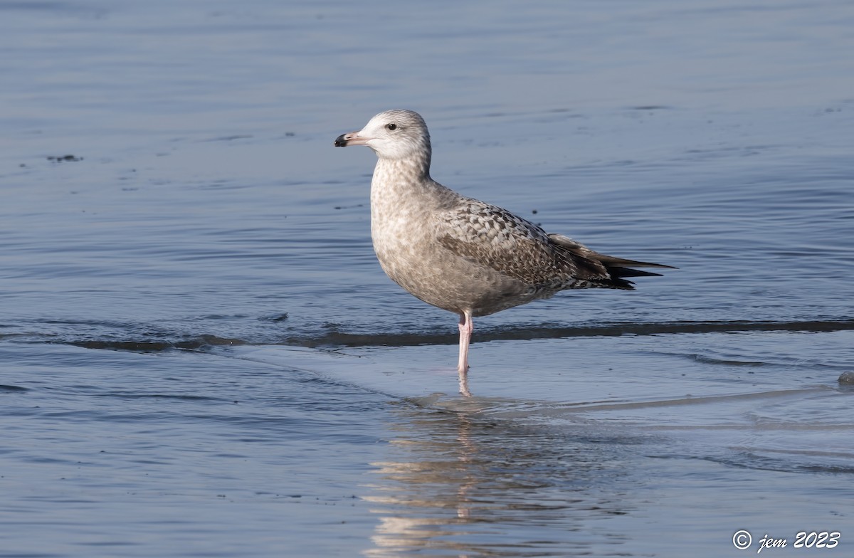 Herring Gull - ML533780701