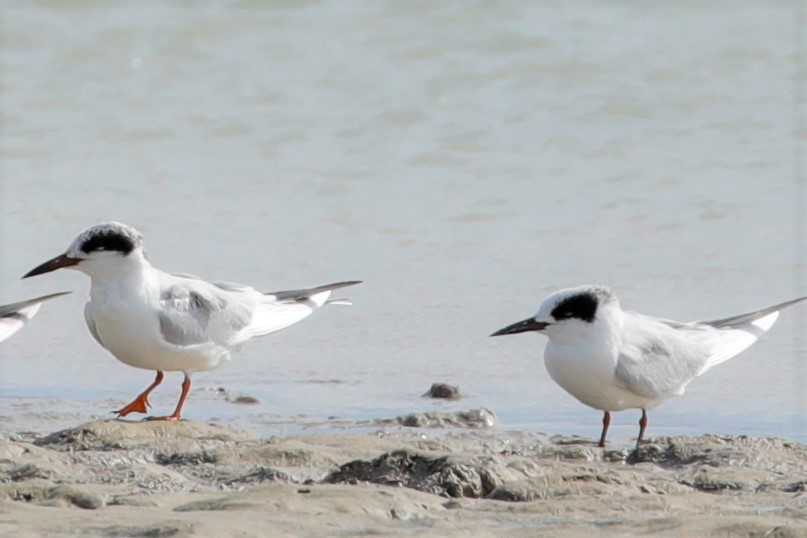 Forster's Tern - JOEL STEPHENS