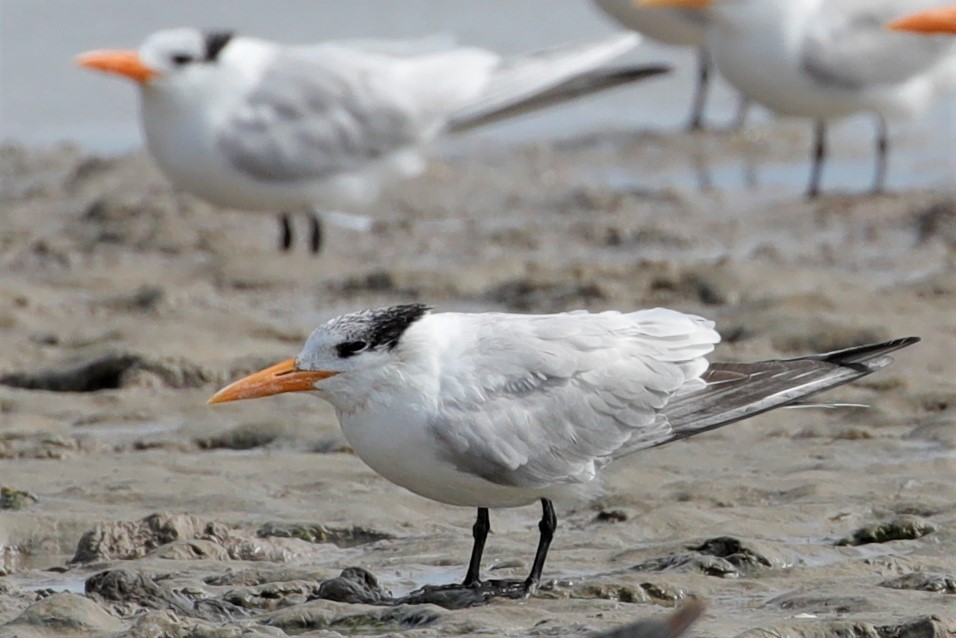 Royal Tern - JOEL STEPHENS