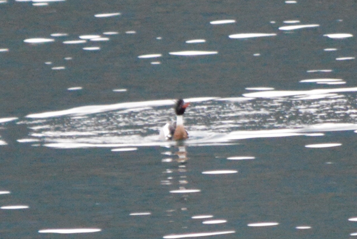 Red-breasted Merganser - ML53378091