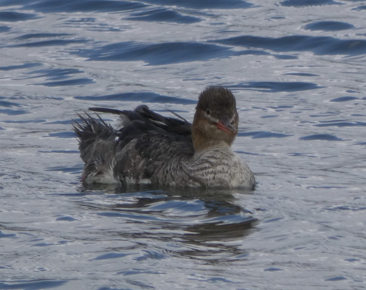 Red-breasted Merganser - ML533781681