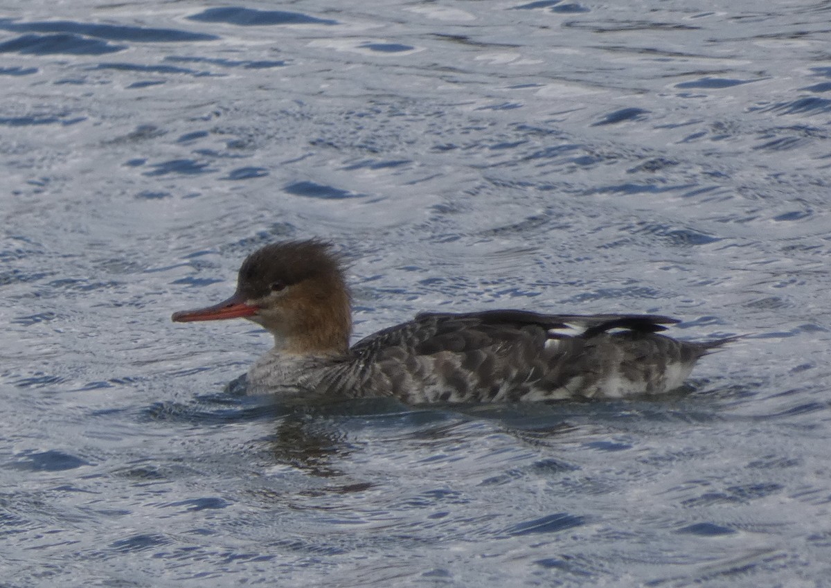 Red-breasted Merganser - ML533781691