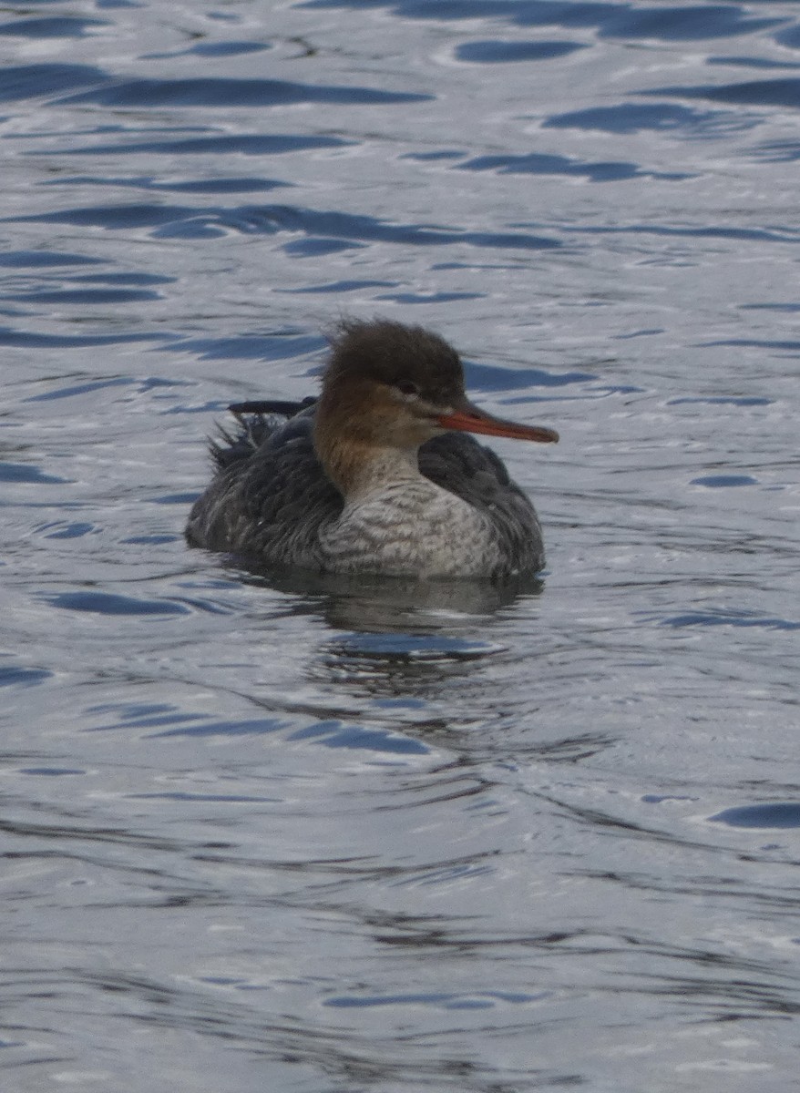 Red-breasted Merganser - ML533781701