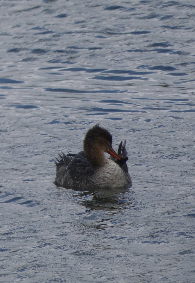 Red-breasted Merganser - ML533781711