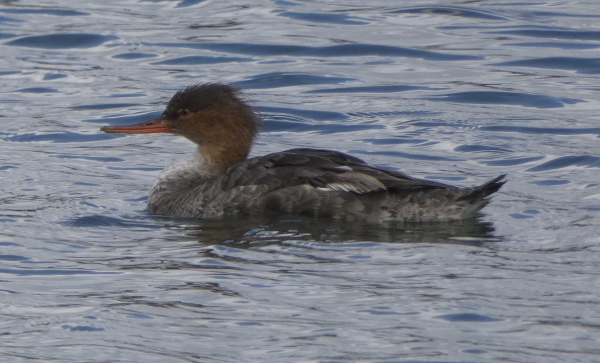 Red-breasted Merganser - ML533781721