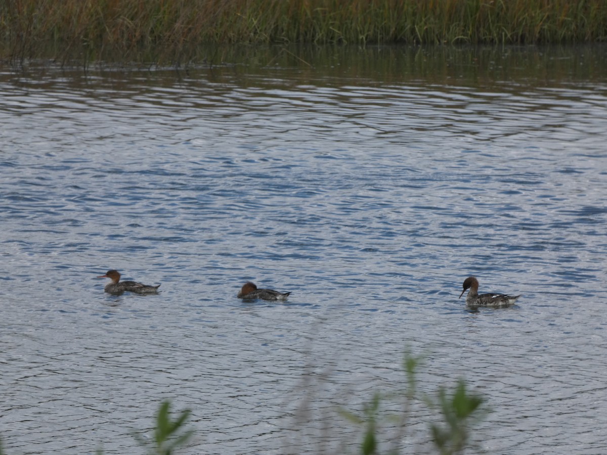 Red-breasted Merganser - ML533781731