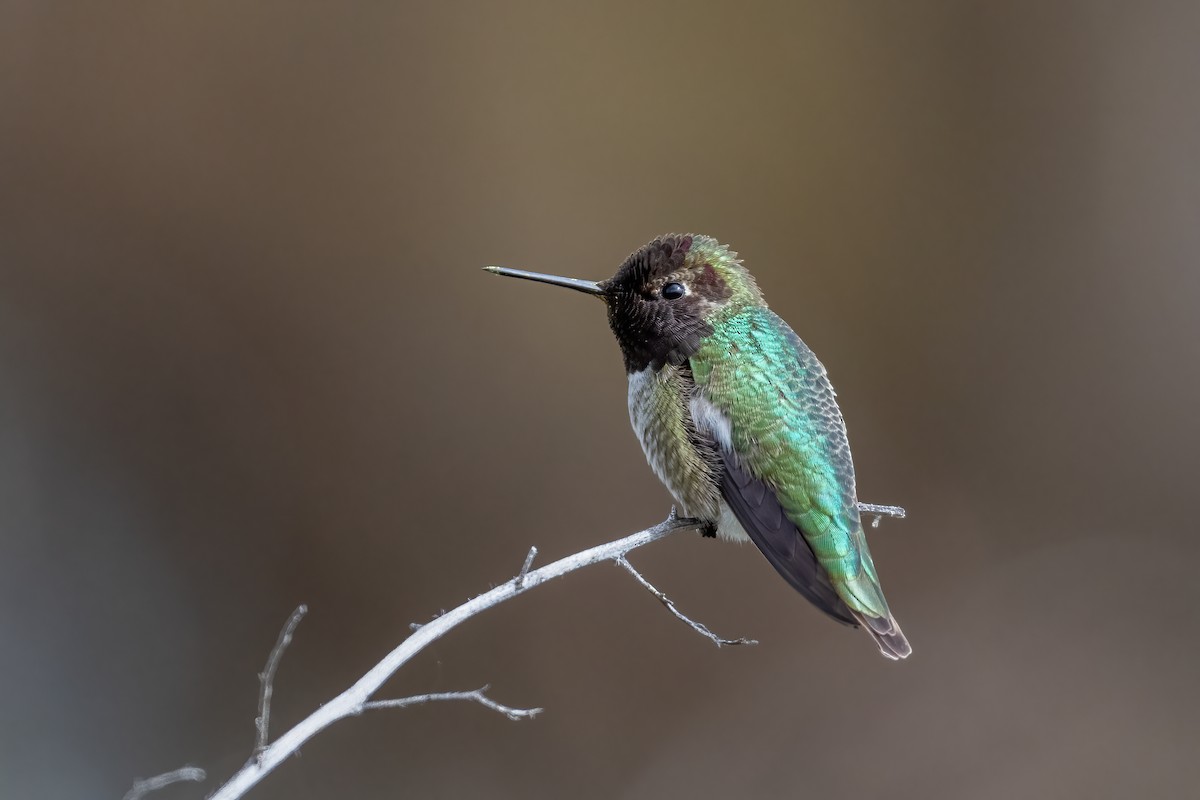 Anna's Hummingbird - Michael Herrera