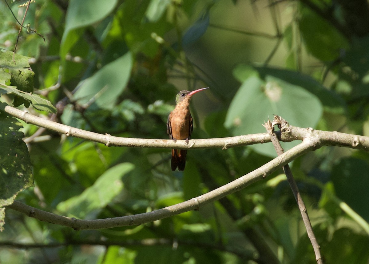 Cinnamon Hummingbird - Nicole Desnoyers