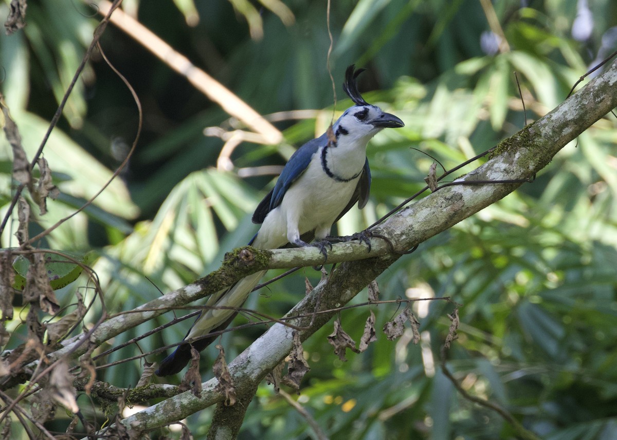 White-throated Magpie-Jay - ML533782401