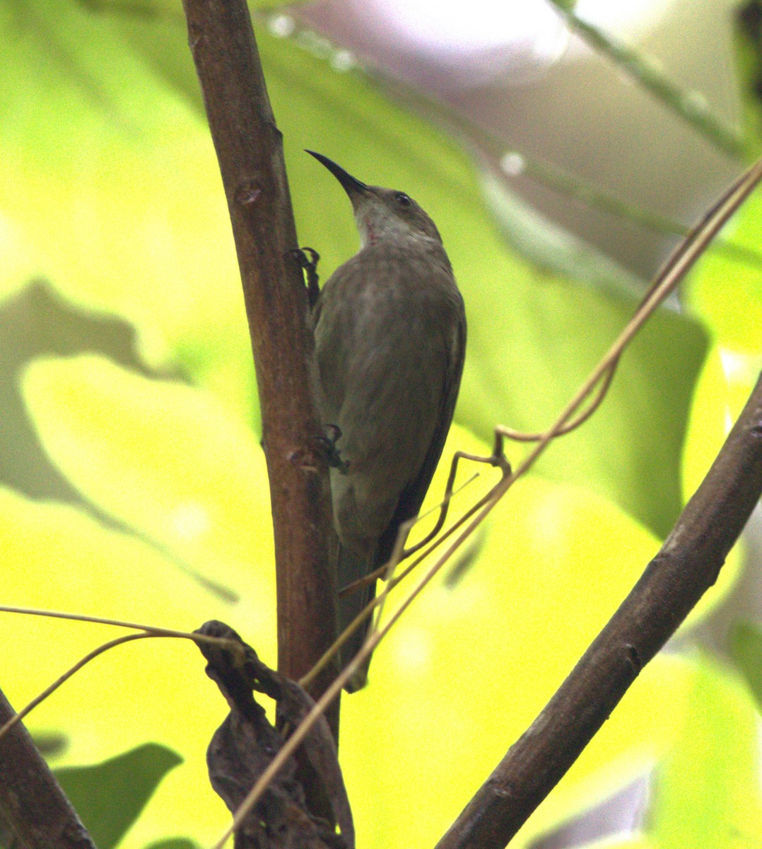 White-chinned Myzomela - ML533783581