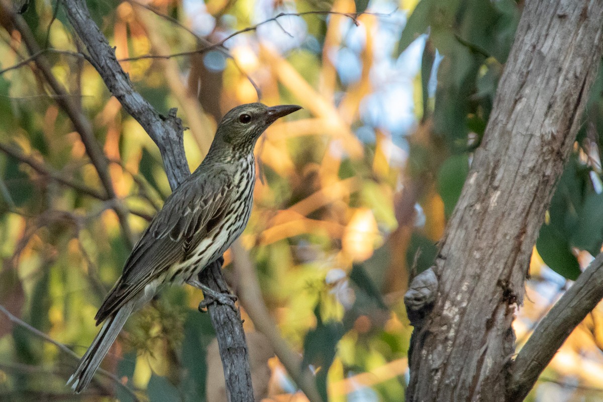 Olive-backed Oriole - ML533783691