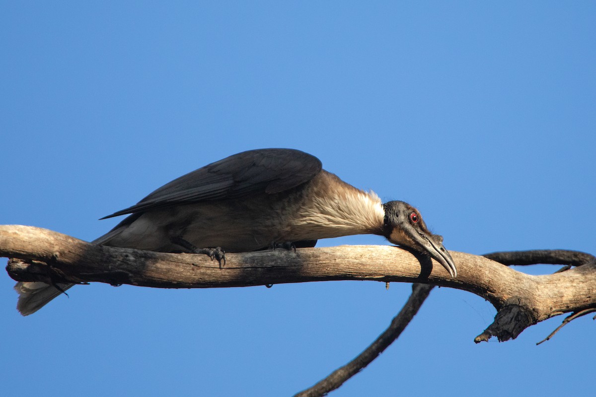 Noisy Friarbird - ML533783811