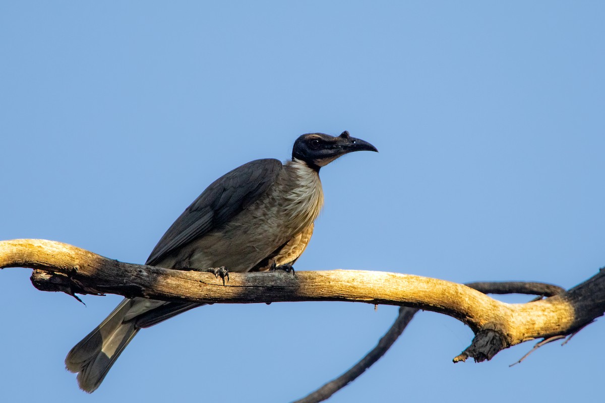 Noisy Friarbird - ML533783821