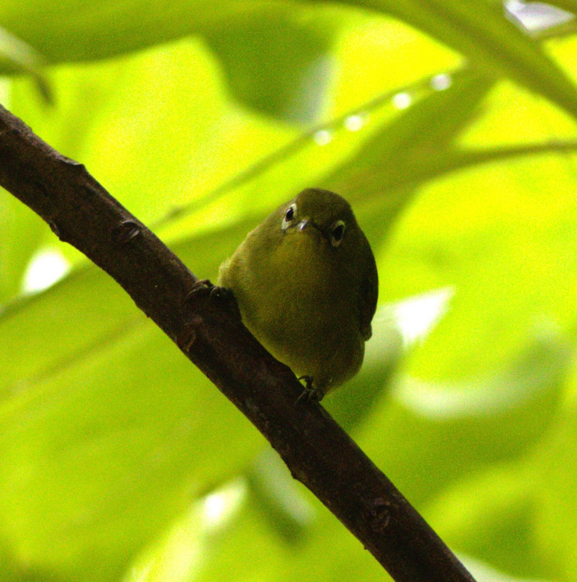 Louisiade White-eye - ML533783841