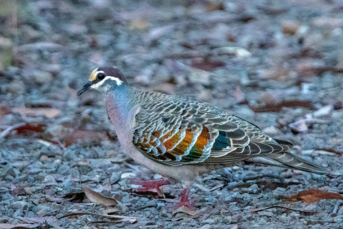 Common Bronzewing - ML533784971