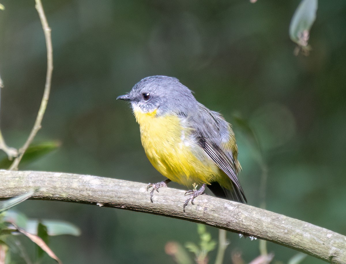 Eastern Yellow Robin - Koren Mitchell