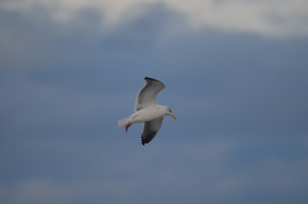 Western Gull - ML533786281