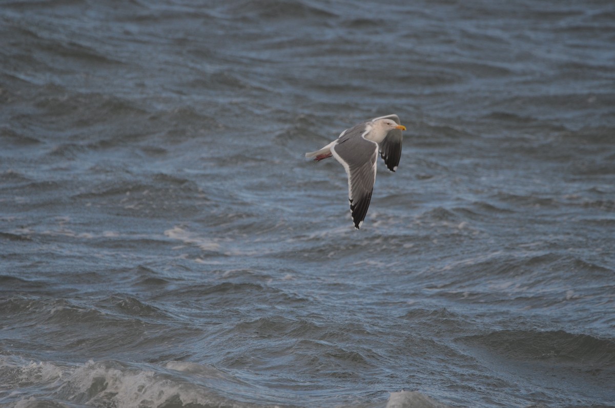 Western Gull - Andrew Jacobs