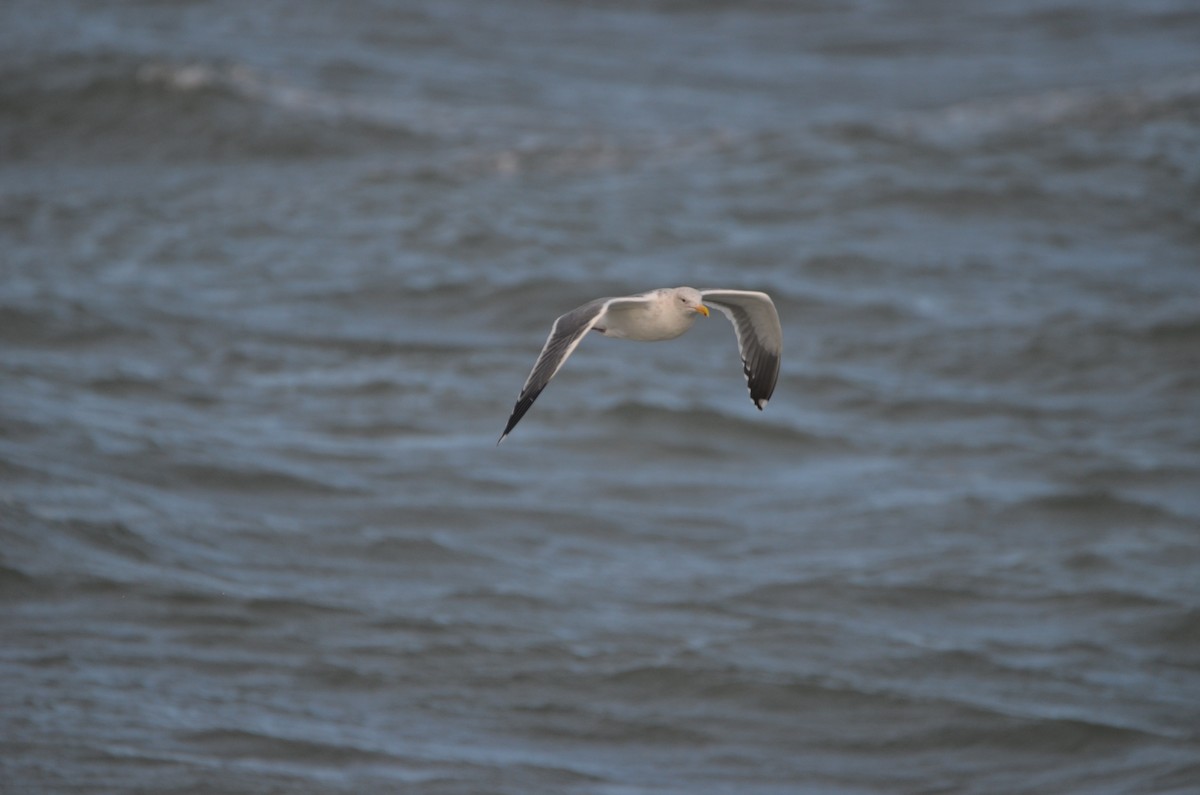 Western Gull - ML533786361