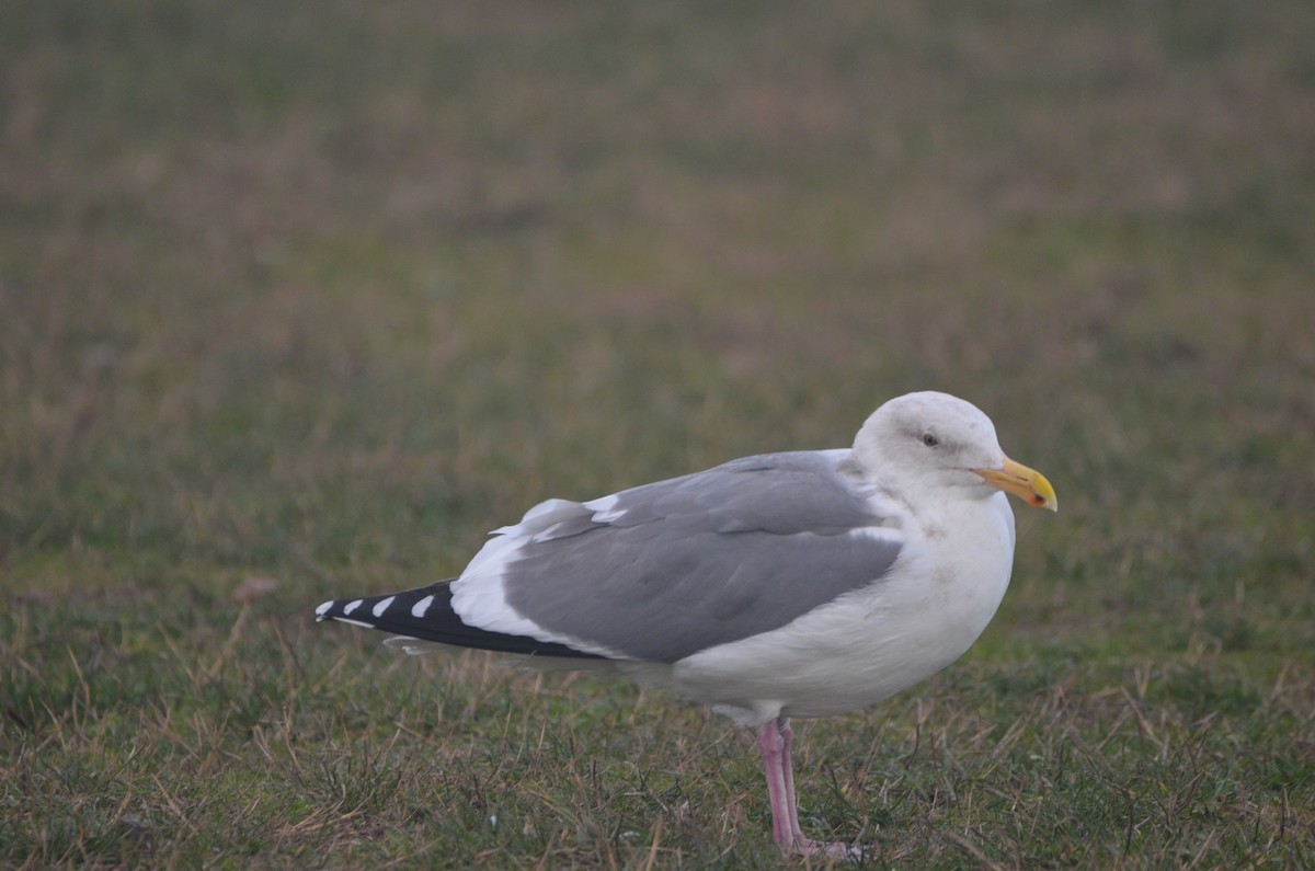 Gaviota Occidental - ML533786371