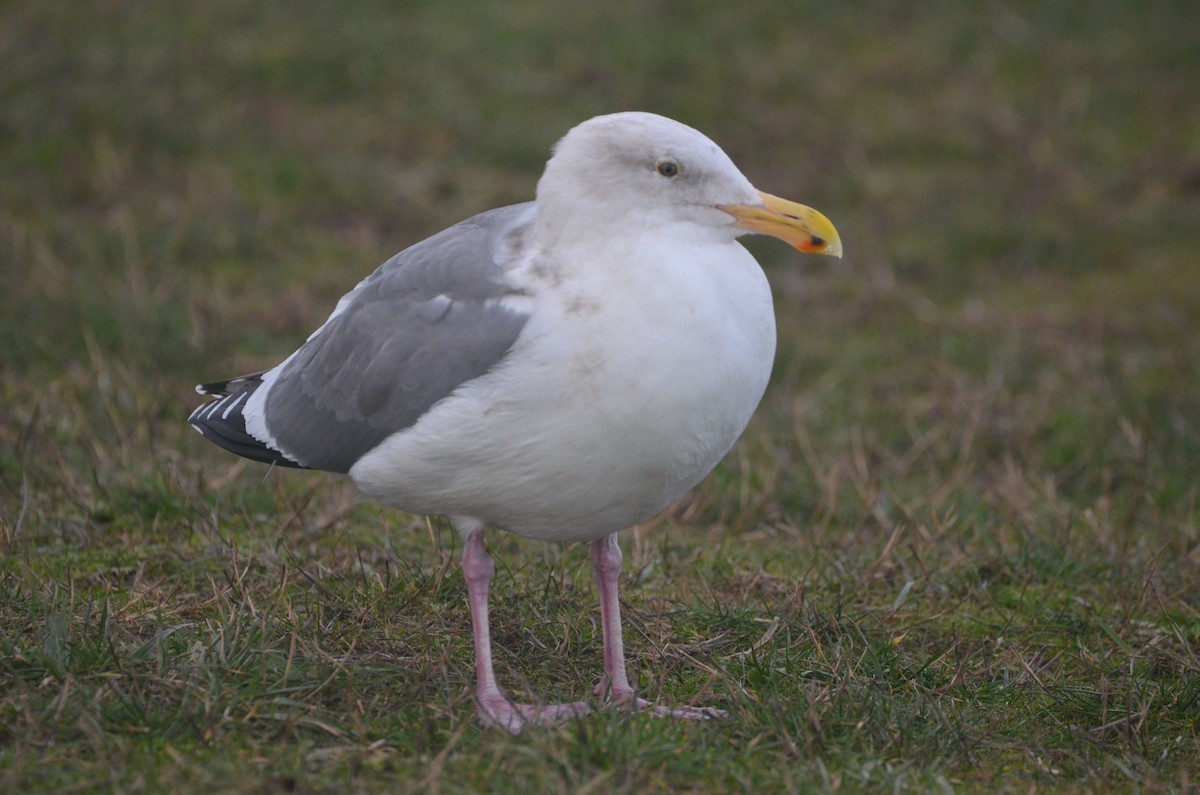 Gaviota Occidental - ML533786391