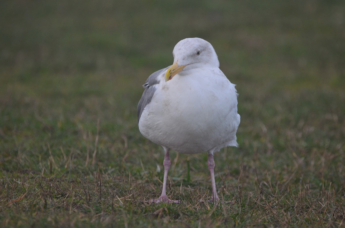 Goéland d'Audubon - ML533786421