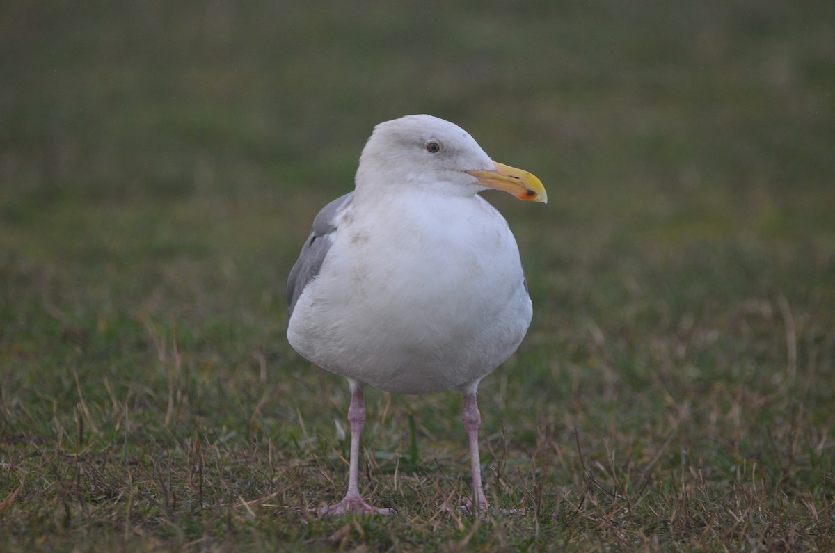 Western Gull - ML533786451