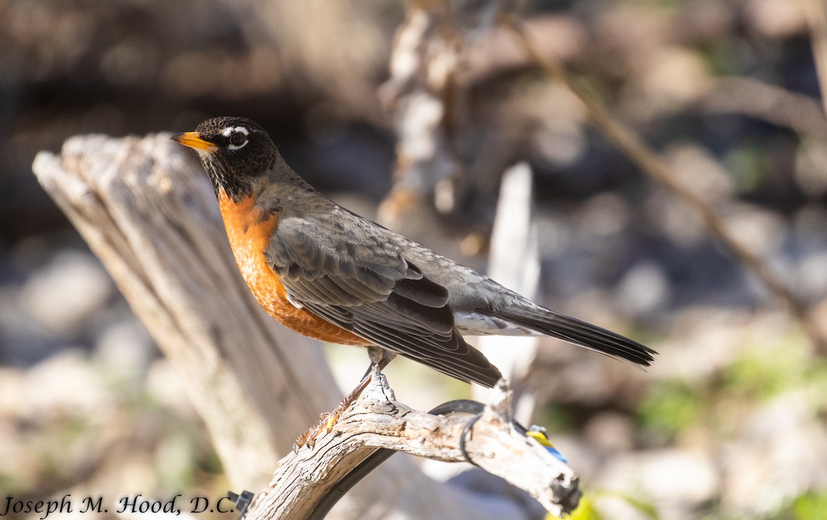 American Robin - ML533786461