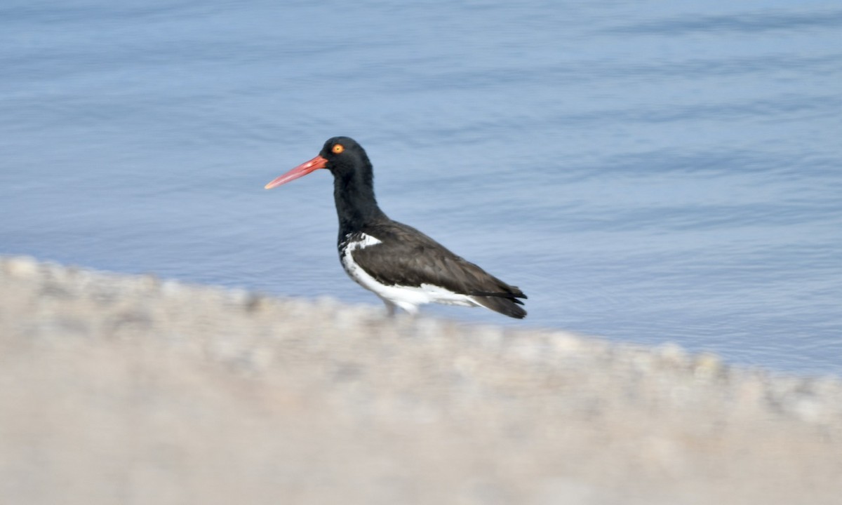 American Oystercatcher - ML533788301