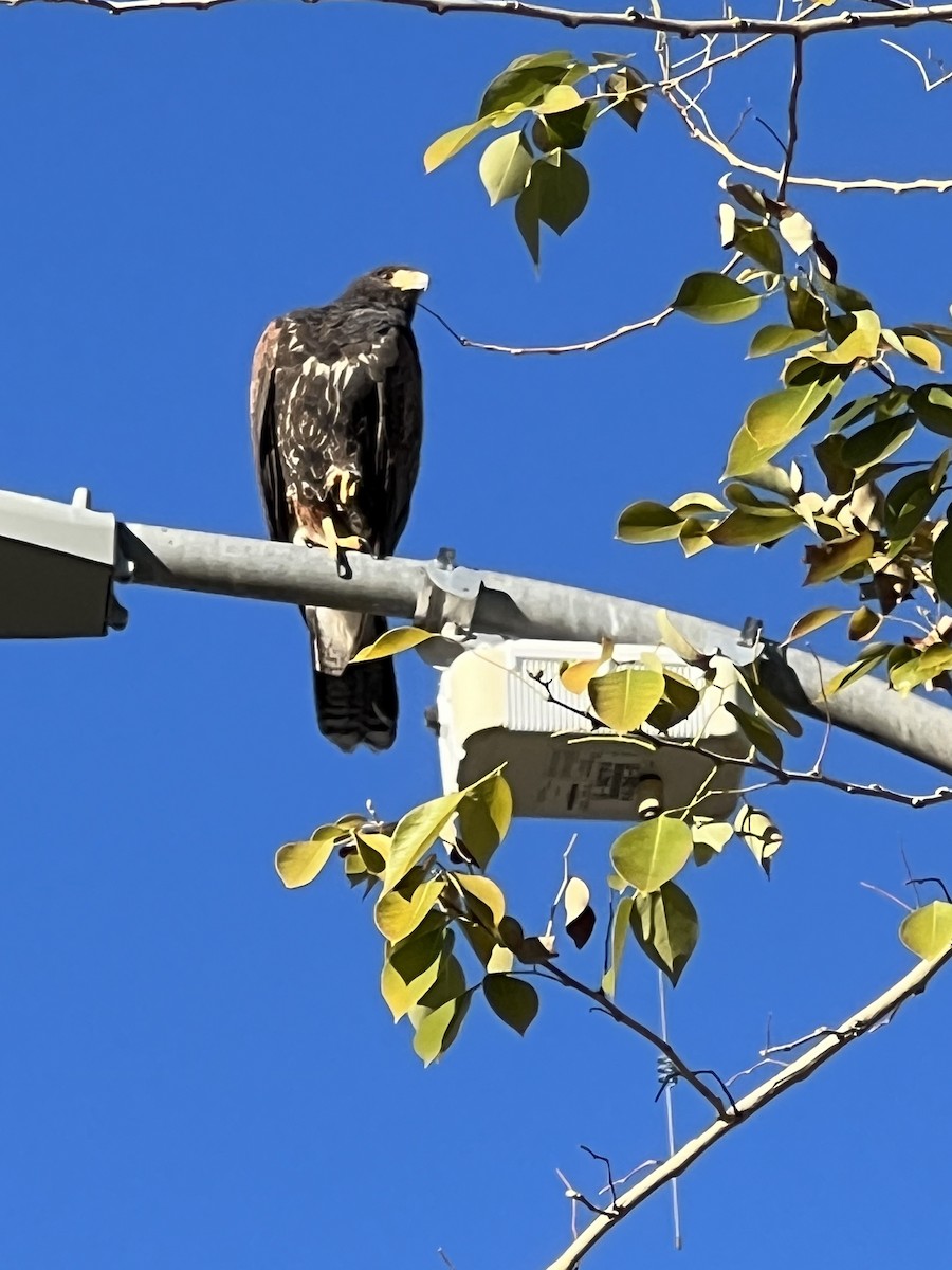 Harris's Hawk - ML533788821