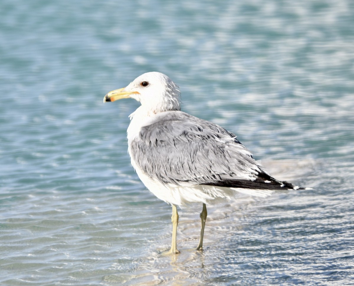 California Gull - ML533788961