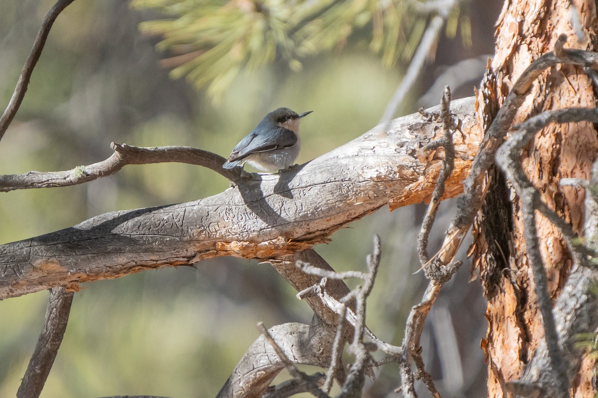 Pygmy Nuthatch - ML533789171