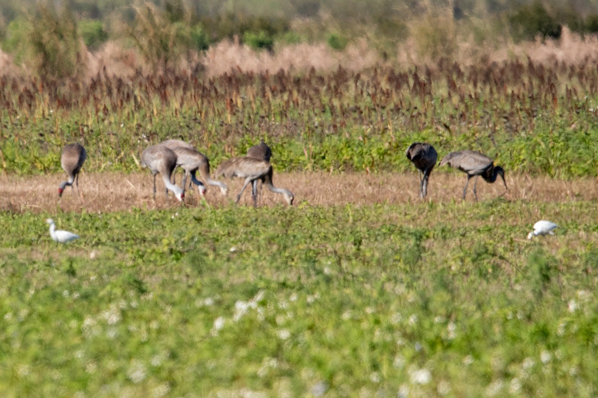 Sandhill Crane - ML533789631