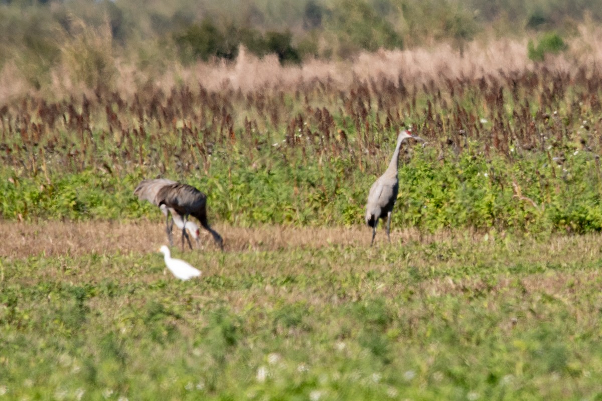 Sandhill Crane - ML533789641