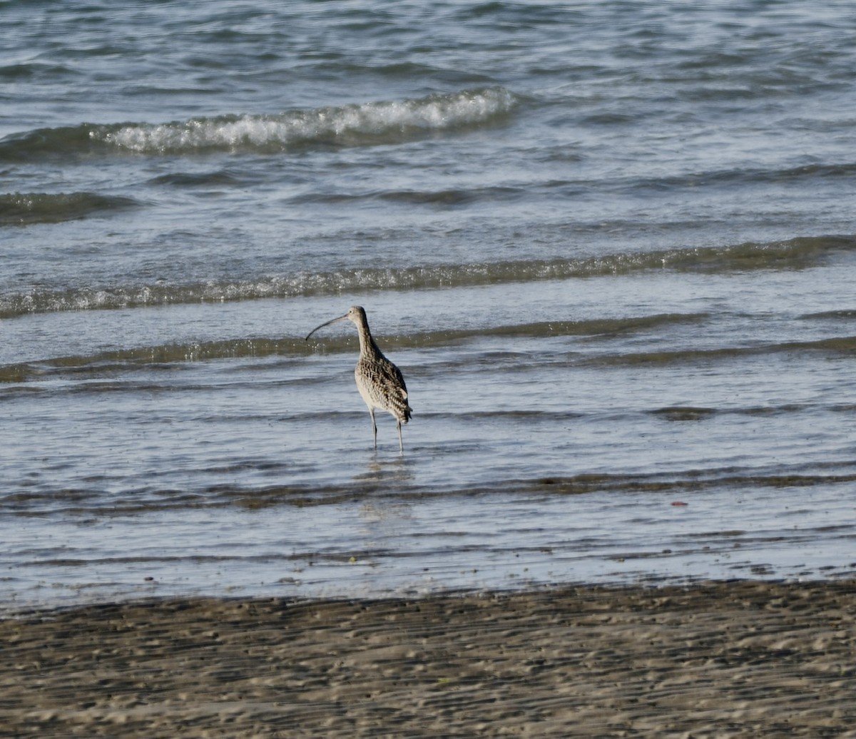 Long-billed Curlew - ML533791451