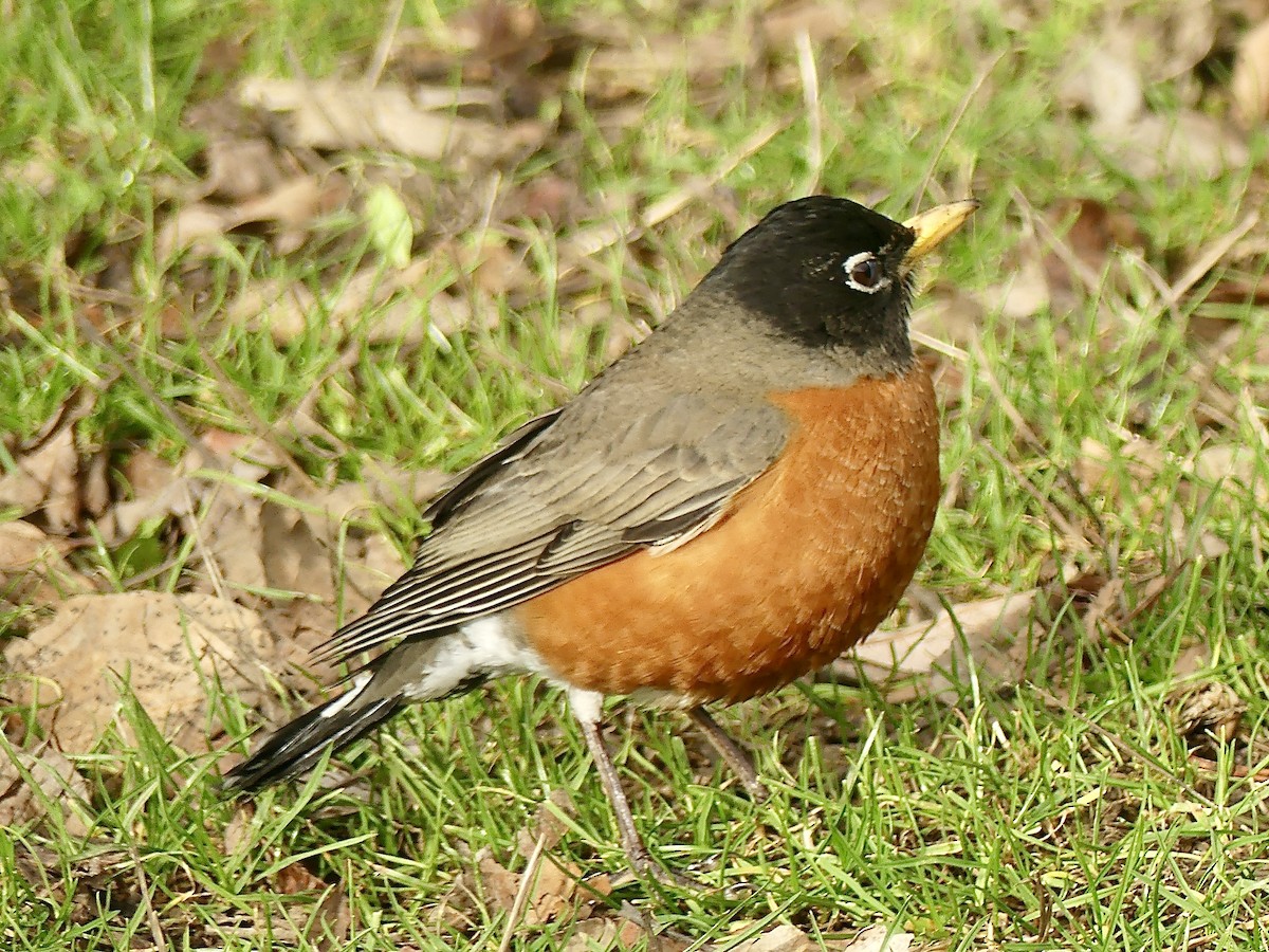 American Robin - ML533791921