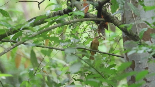 Tropical Royal Flycatcher (Pacific) - ML533792441