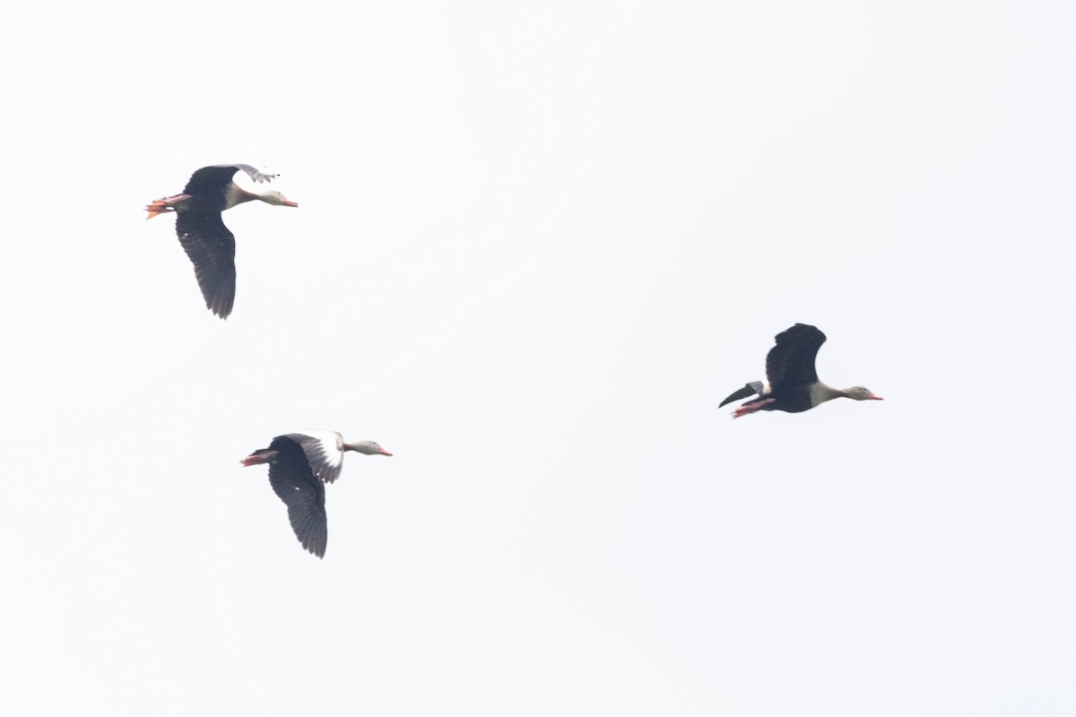 Black-bellied Whistling-Duck - ML533793781