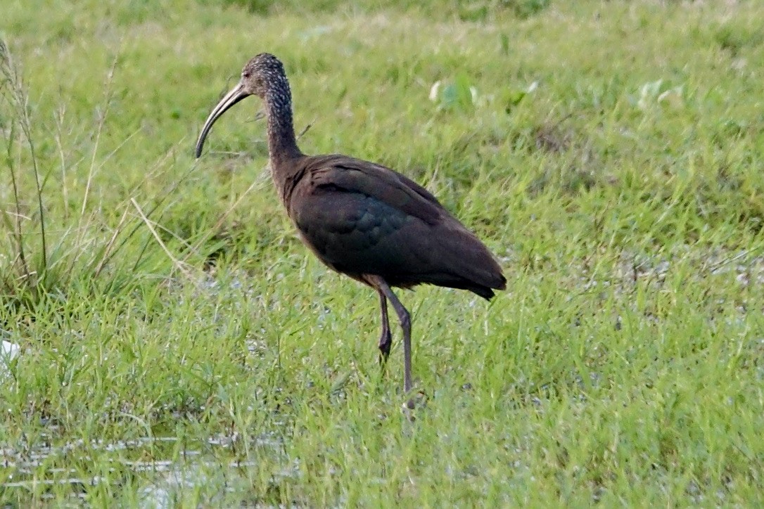 ibis americký - ML533794401