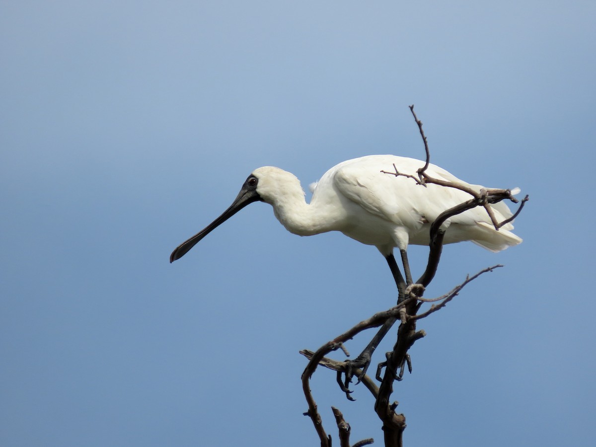 Royal Spoonbill - ML533794601