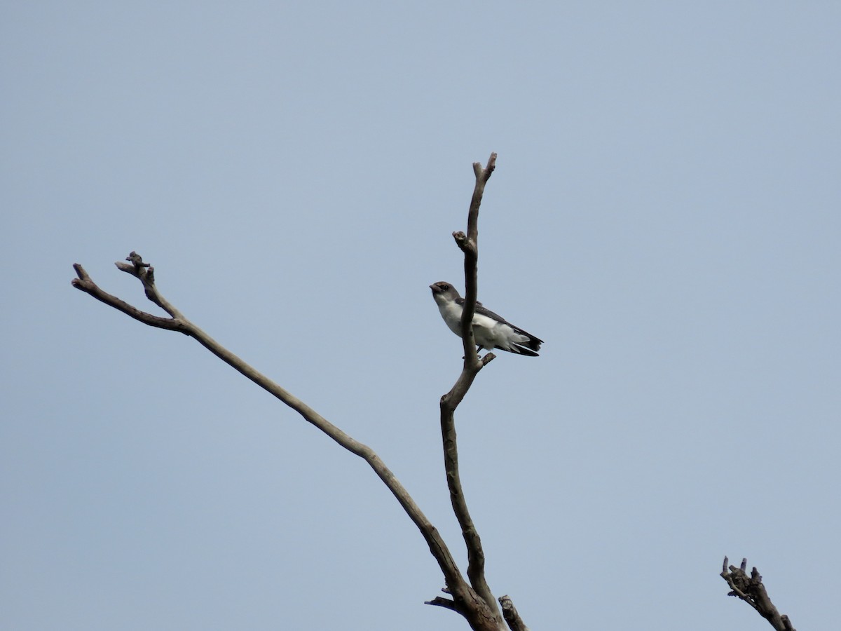 White-breasted Woodswallow - ML533794611