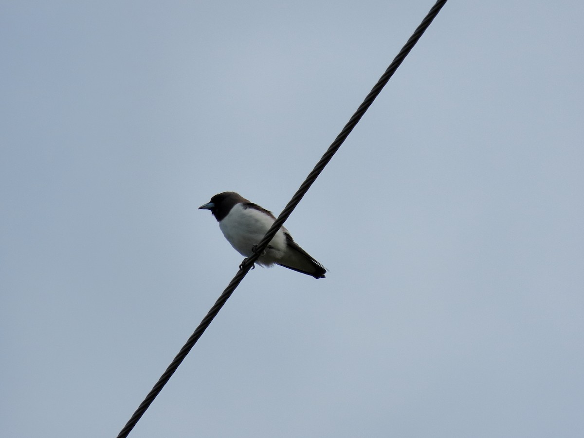 White-breasted Woodswallow - ML533796001