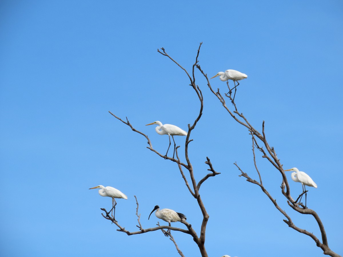 Great Egret - ML533796151