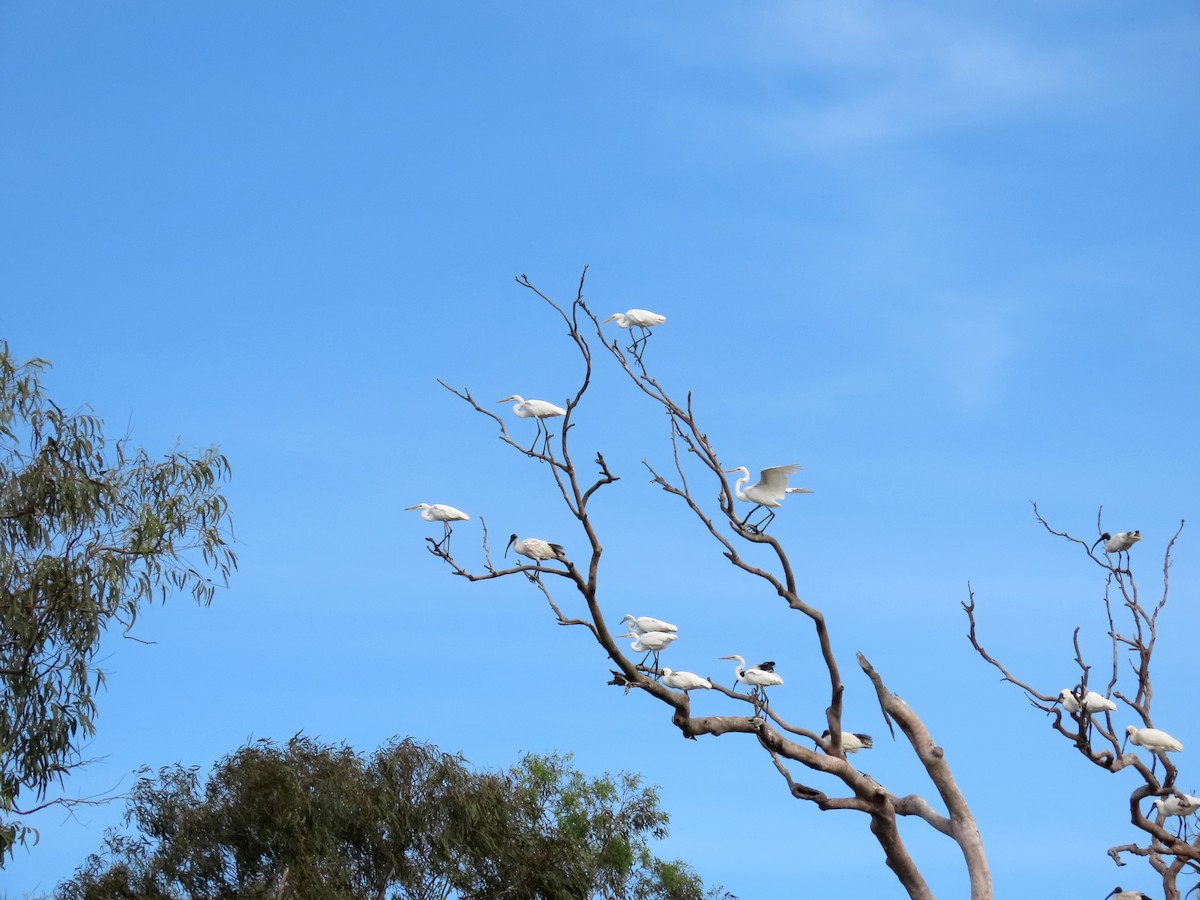 Australian Ibis - ML533796291