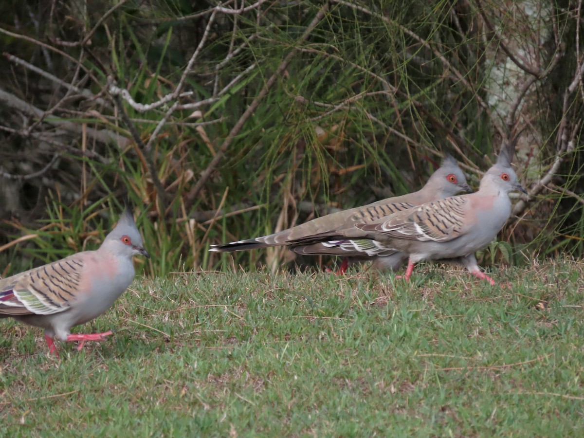 Crested Pigeon - ML533796541