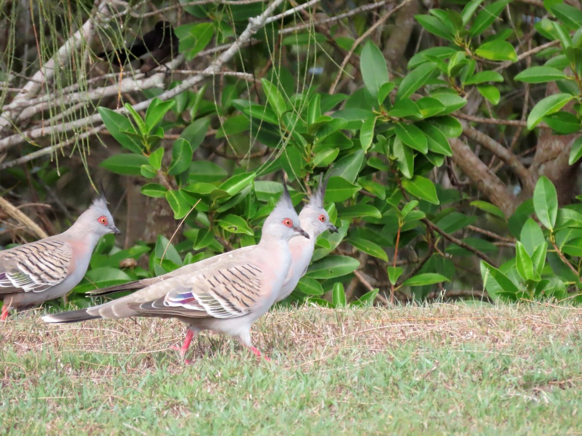 Crested Pigeon - ML533796551