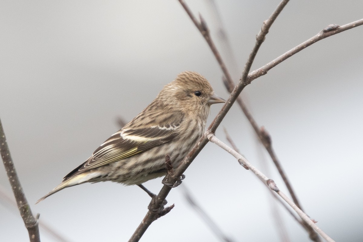 Pine Siskin - Liz West