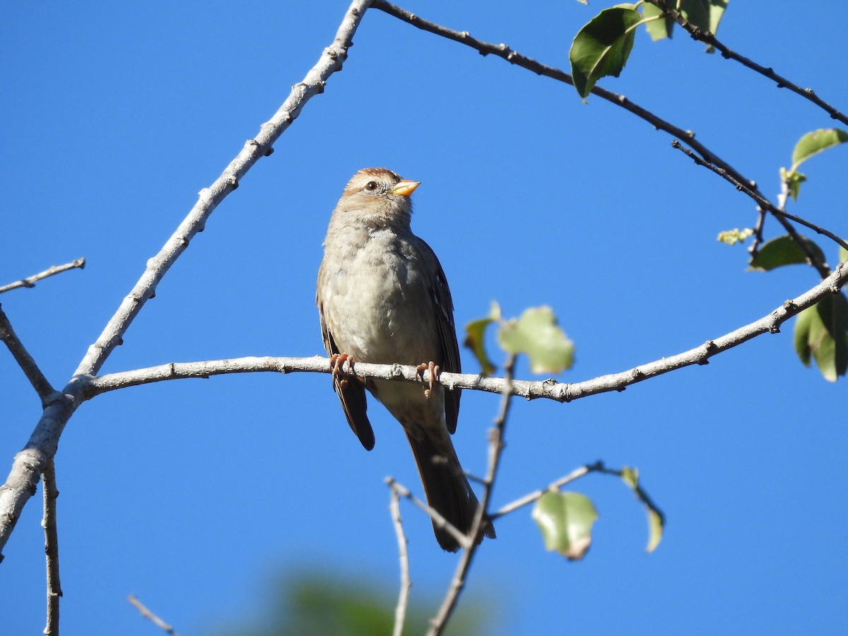 Bruant à couronne blanche - ML533797881