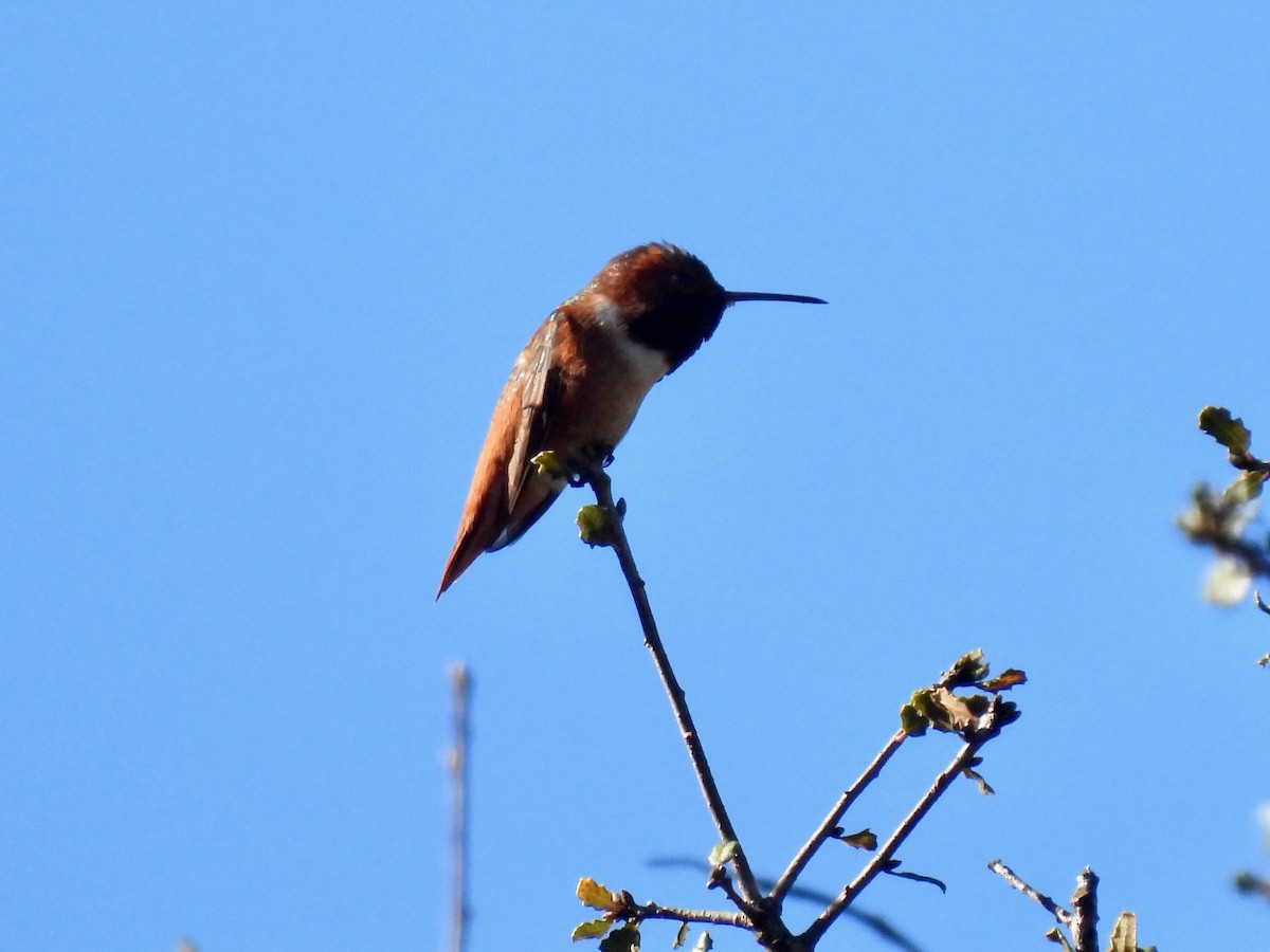 Allen's Hummingbird - Martha Wild