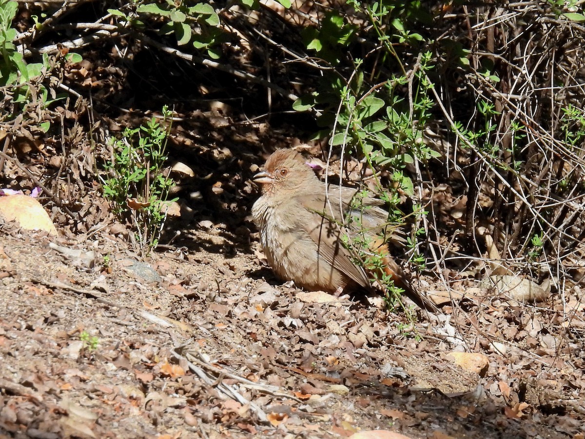 California Towhee - ML533798121